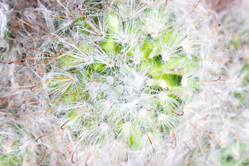 Fluffy Mammilyaria cactus - texture