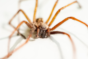 Macro closeup on hairy dead spider