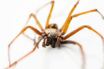 Macro closeup on hairy dead spider