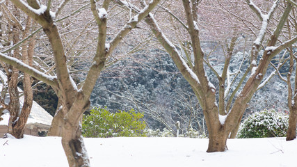 雪