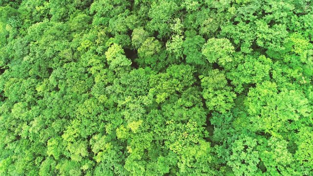 Green_Drone