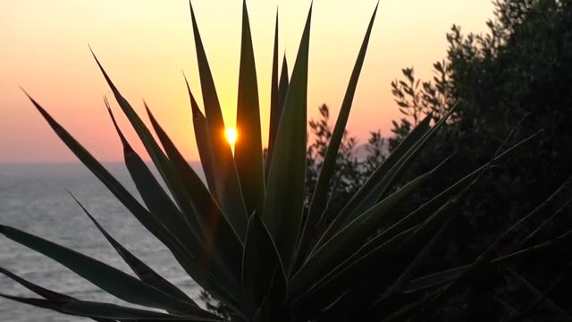 sun setting behind a small palm tree