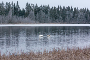 Obraz na płótnie Canvas Winter calm landscape on a river with a white swans. Finland, river Kymijoki.