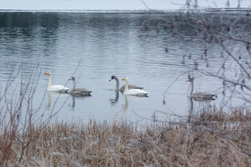 Winter calm landscape on a river with a white swans. Finland, river Kymijoki.