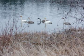 Winter calm landscape on a river with a white swans. Finland, river Kymijoki.