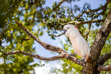 cockatoo on branch
