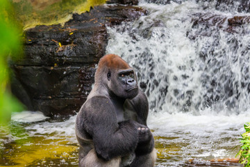 gorilla looking at camera © Dominic