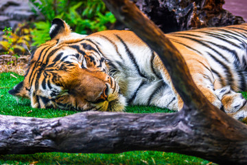 tiger sleeping