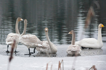 Winter calm landscape on a river with a white swans on ice. Finland, river Kymijoki.