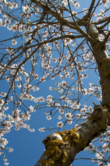 Almendro en flor 