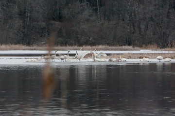 Winter calm landscape on a river with a white swans on ice. Finland, river Kymijoki.