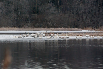 Winter calm landscape on a river with a white swans on ice. Finland, river Kymijoki.