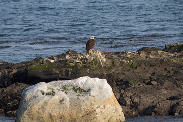 Bald eagle standing on rocks in wildlife refuge in coastal Washington state, USA