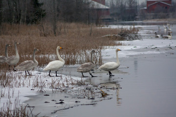 Winter calm landscape on a river with a white swans on ice. Finland, river Kymijoki.