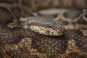 testa di serpente a sonagli