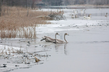 Winter calm landscape on a river with a white swans on ice. Finland, river Kymijoki.