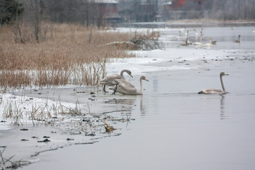 Winter calm landscape on a river with a white swans on ice. Finland, river Kymijoki.