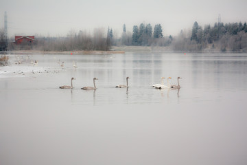 Winter calm landscape on a river with a white swans. Finland, river Kymijoki.