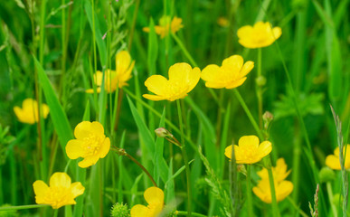 Beautiful and vibrantly colorful Flower Portraits and interesting and unusual gardens.