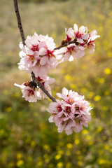 Almond tree blossom