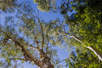 Black bats hanging upside down in trees in the Karijini National Park, Western Australia