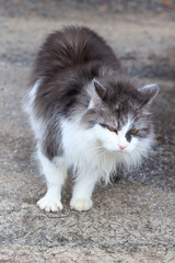 street cat. color white with gray. hungry. no strength whatsoever to move. shelter.