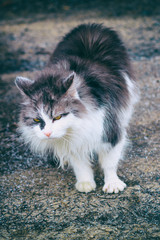 street cat. color white with gray. hungry. no strength whatsoever to move. shelter.