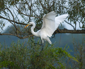 Great Egret