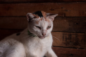 Gato blanco con fondo de madera natural.