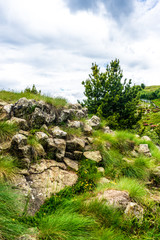Alpe di Siusi, Seiser Alm with Sassolungo Langkofel Dolomite, a tree on a rocky hill