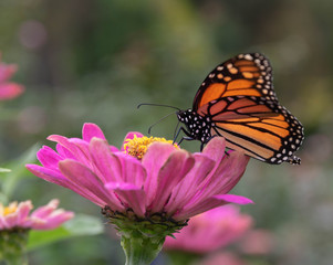 Butterfly and the Flower