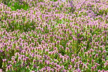 Many purple flowers in meadow. Green grass field