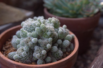 Cactus Pot