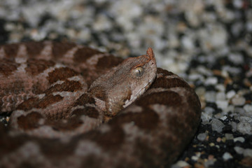 vipera dal corno (berus)