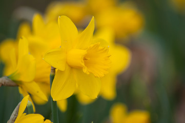closeup of yellow daffodils in a public garden