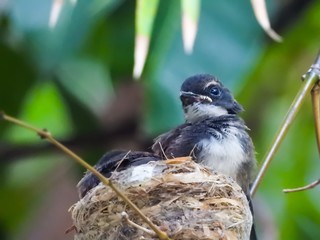 magpie chicks are in the nest.