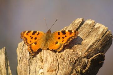 butterfly on a trunk