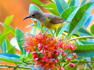 Brown-throated sunbird is on the tree.