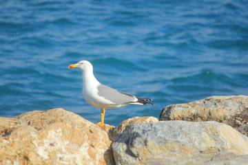 seagull on the rocks in front of the sea