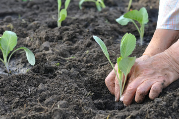 gardener's hands planting a cabbage seedling in the vegetable garden