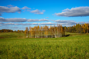 Fototapeta premium green cultivated fields in countryside
