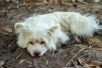 Dog playing dirty sloppy, west highland white terrier dog playing dirty sloppy In the garden, known as the westie, is a breed of dog from Scotland. 