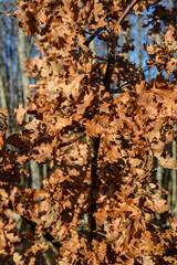 dry tree leaves background texture on the ground