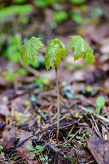 green spring foliage macro close up in nature
