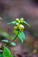 green spring foliage macro close up in nature