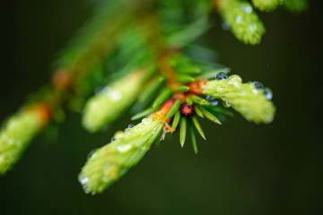 green spring foliage macro close up in nature