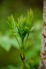 green spring foliage macro close up in nature