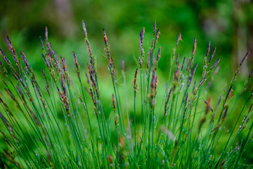 green spring foliage macro close up in nature
