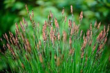 green spring foliage macro close up in nature