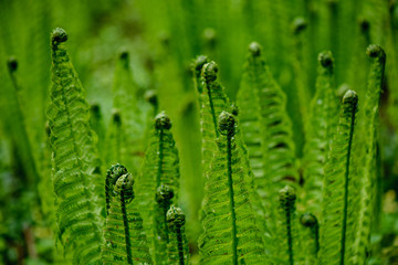 fresh green fern leaves foliage in summer